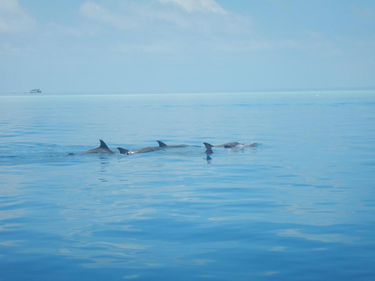 Lagoon Villa Maldives Thoddoo Dış mekan fotoğraf